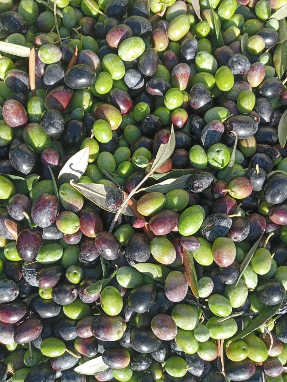 Macaria Agricampeggio อัลลิสเต ภายนอก รูปภาพ